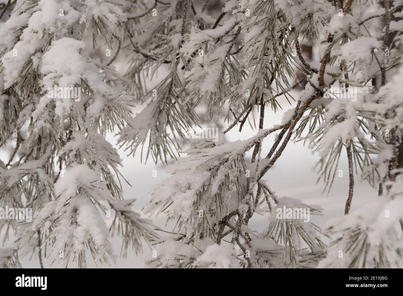 Verschneite Äste. Winterkiefern mit Nadeln bedeckt mit Frost. Stockfoto