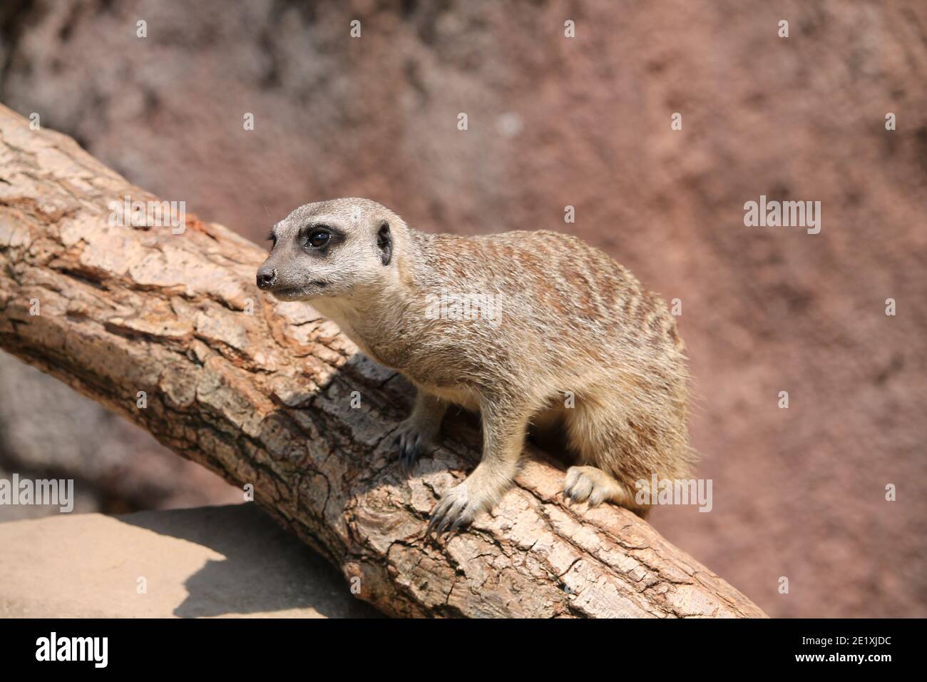 Der Erdmännchen (Suricata suricatta) oder suricate ist ein kleiner Mungo, der im südlichen Afrika gefunden wird. Es zeichnet sich durch einen breiten Kopf, große Augen aus. Stockfoto