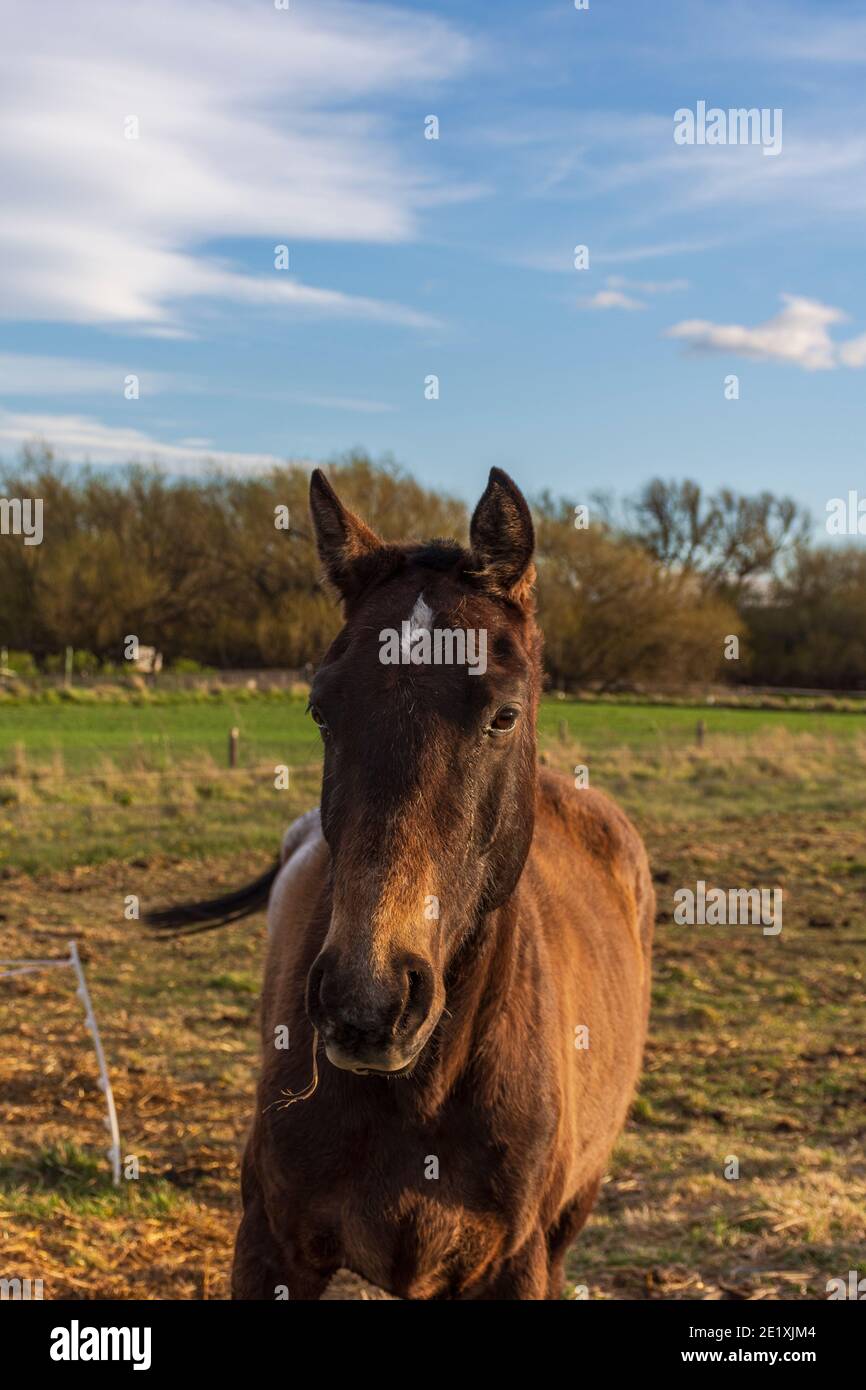 Portraitansicht von Pferd in einem grünen Feld in Patagonien, Argentinien Stockfoto