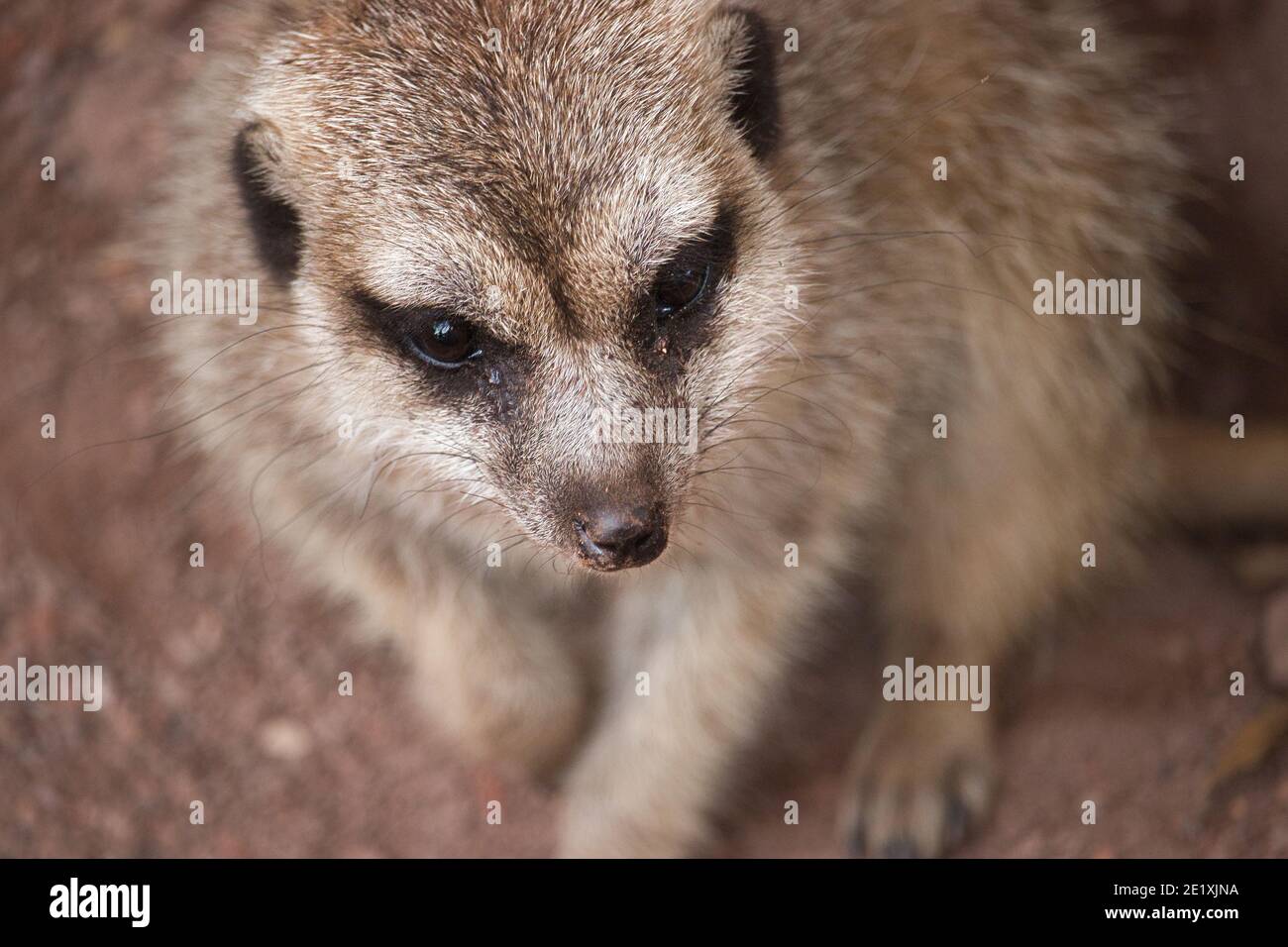 Der Erdmännchen (Suricata suricatta) oder suricate ist ein kleiner Mungo, der im südlichen Afrika gefunden wird. Es zeichnet sich durch einen breiten Kopf, große Augen aus. Stockfoto