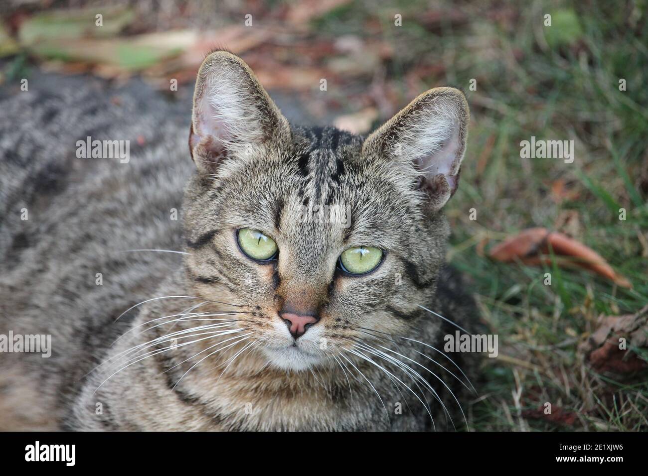 Eine Hauskatze liegt entspannt im Garten in der Sonne. Die typische Hauskatze, die in Mitteleuropa sehr verbreitet ist, ist oft ein freier roamer. Stockfoto