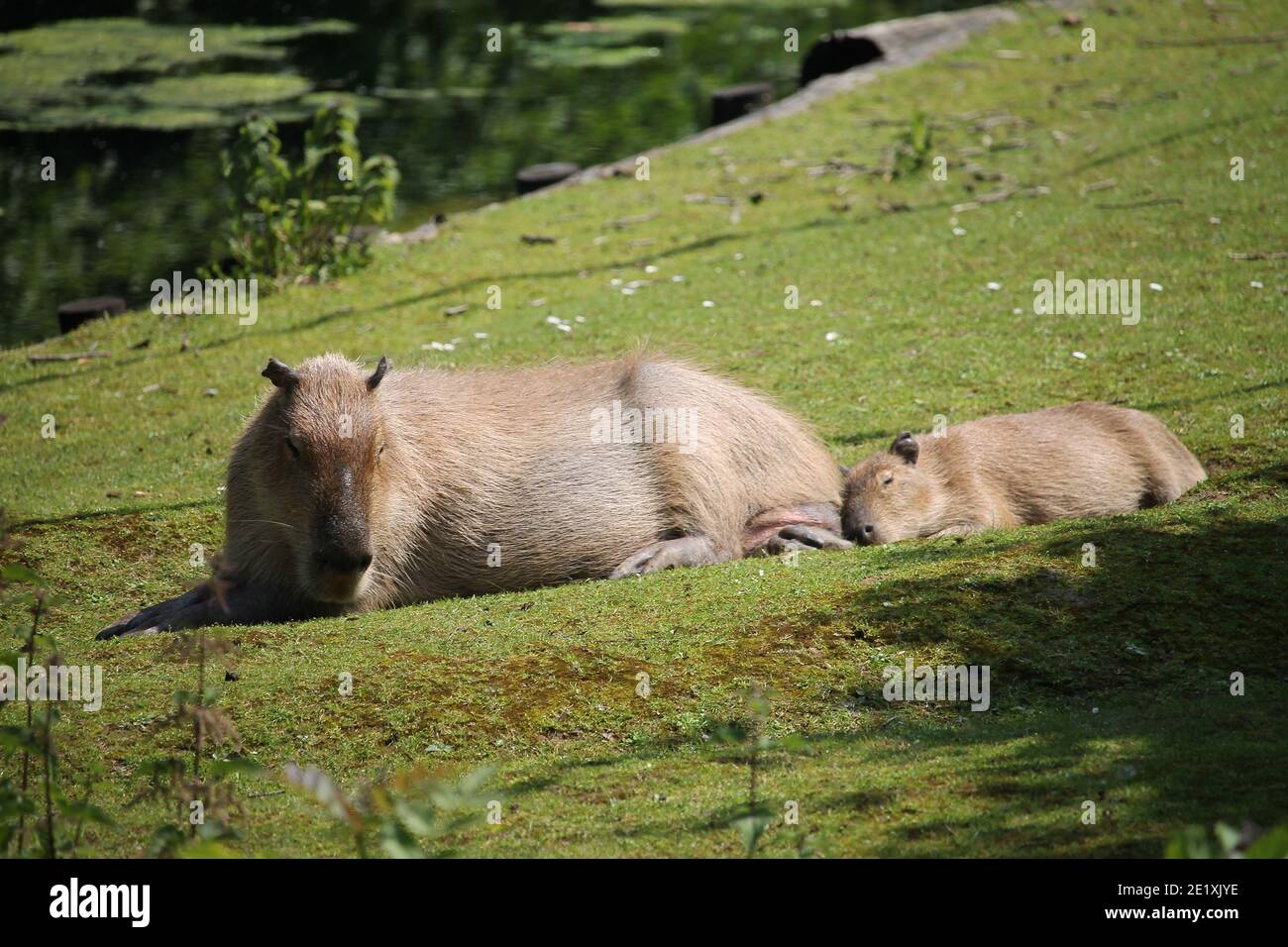 Die Capybara ist ein riesiges Nagetier, das in Südamerika beheimatet ist. Es ist das größte lebende Nagetier der Welt. Auch capivara genannt (in Brasilien) Stockfoto
