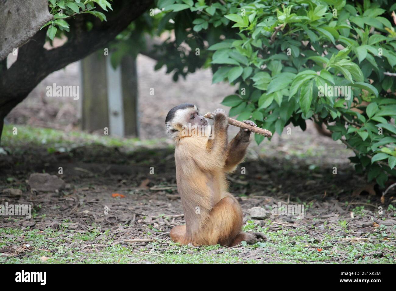 Eichhörnchen Affen sind lebendige kleine Kreaturen, die gerne in den Bäumen toben und auch manchmal frech stehlen Dinge von Menschen. Stockfoto