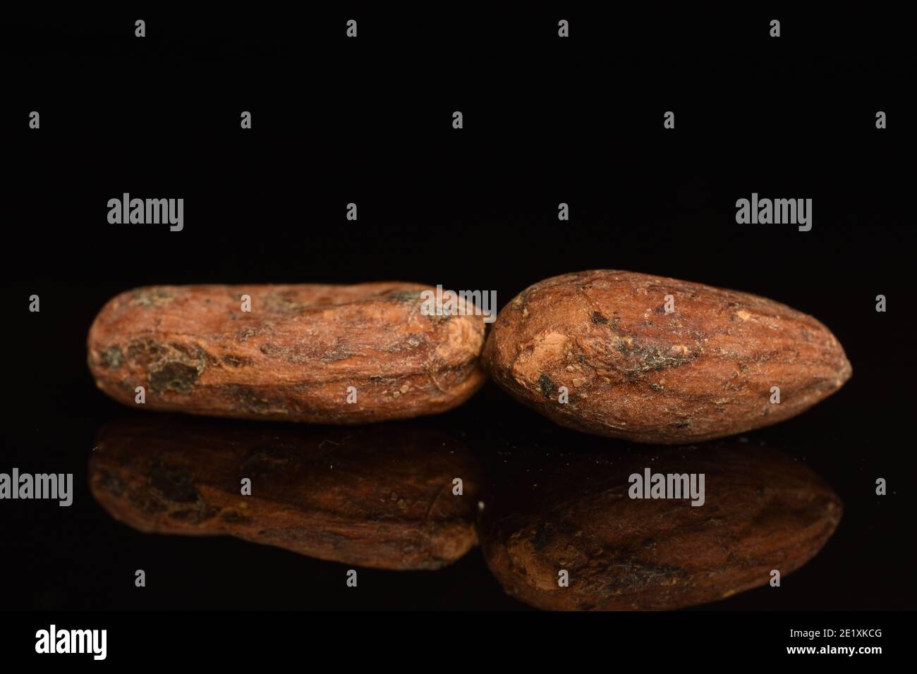 Zwei organische braune ganze fragrantig gebratene Kakaobohnen auf schwarzem Hintergrund. Stockfoto