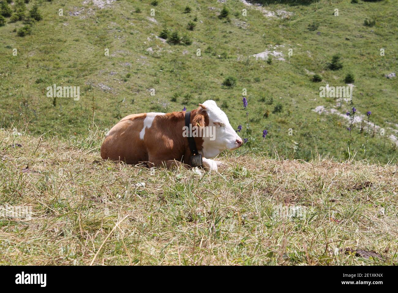 Europäische Braunvieh werden für Fleisch gezüchtet. Er verbringt den Winter in der Scheune, während er im Sommer auf die Weide gestellt wird. Sie können einen Bio-Bauernhof sehen. Stockfoto