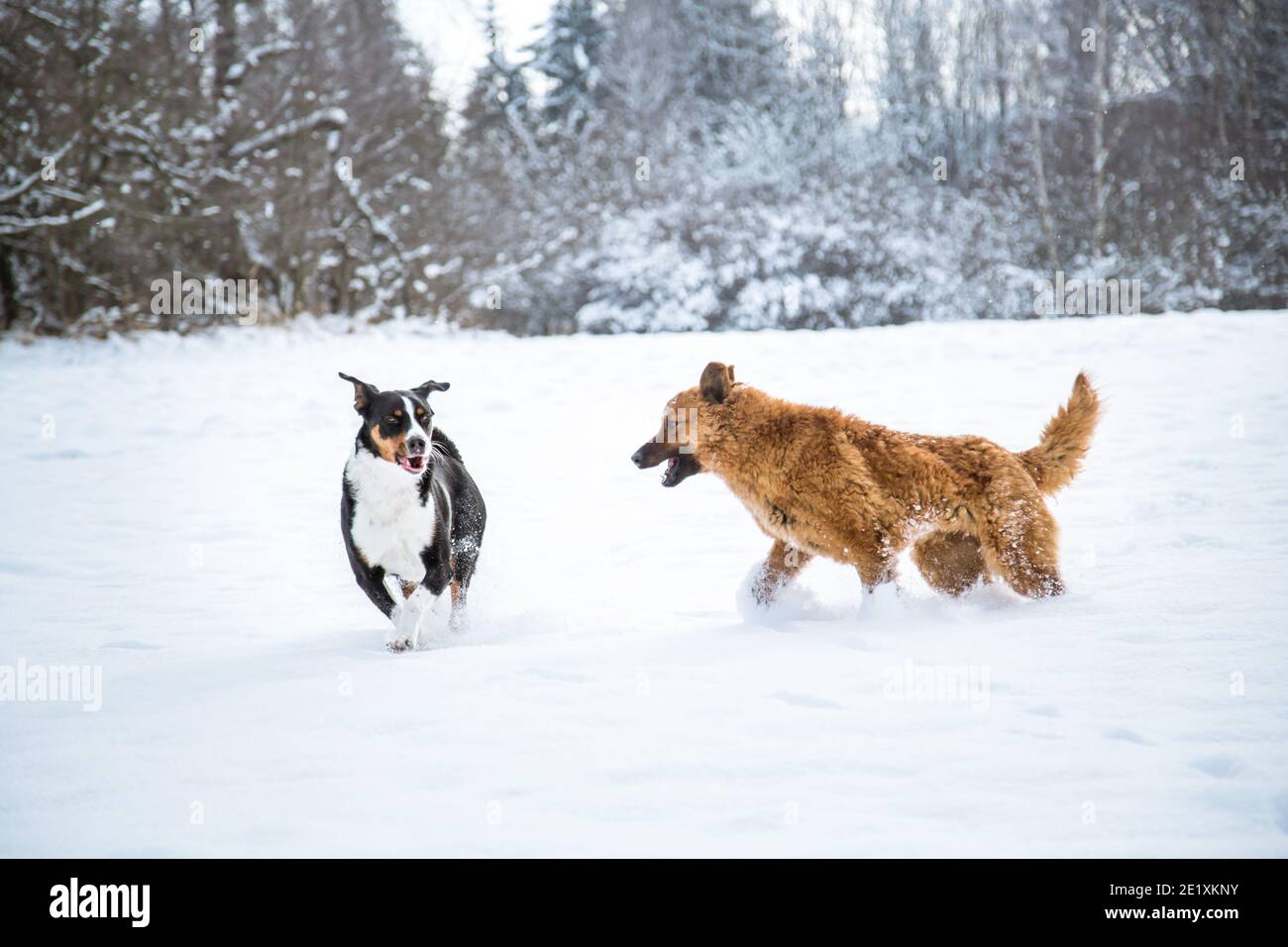 Zwei Hunde, die im Schnee spielen, AlthDeutsch Schäferhund & Appenzell Mountain Dog Stockfoto