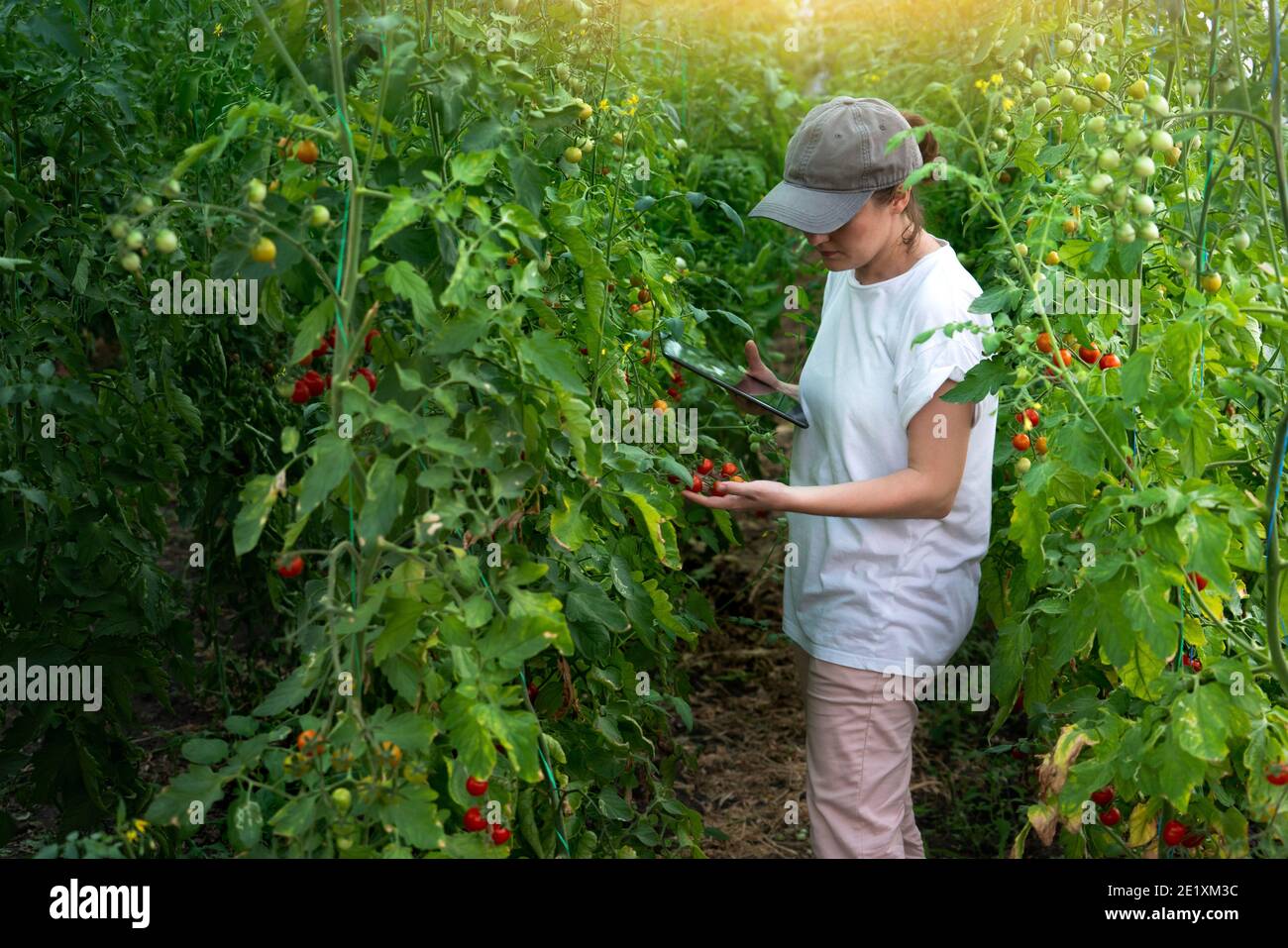 Frau Landwirt mit digitaler Tablette in Kirschtomaten Gewächshaus. Smart Bio-Bauernhof Stockfoto