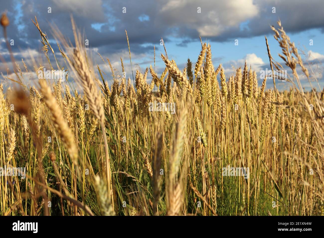 Getreidefeld im Sommer Stockfoto