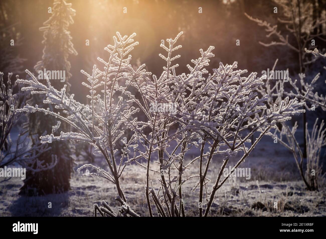 Gefrorene Pflanze zurück von der Sonne beleuchtet Stockfoto