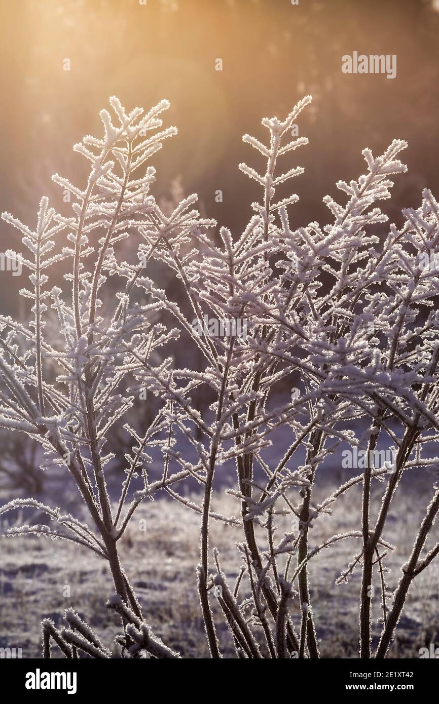 Gefrorene Pflanze zurück von der Sonne beleuchtet Stockfoto