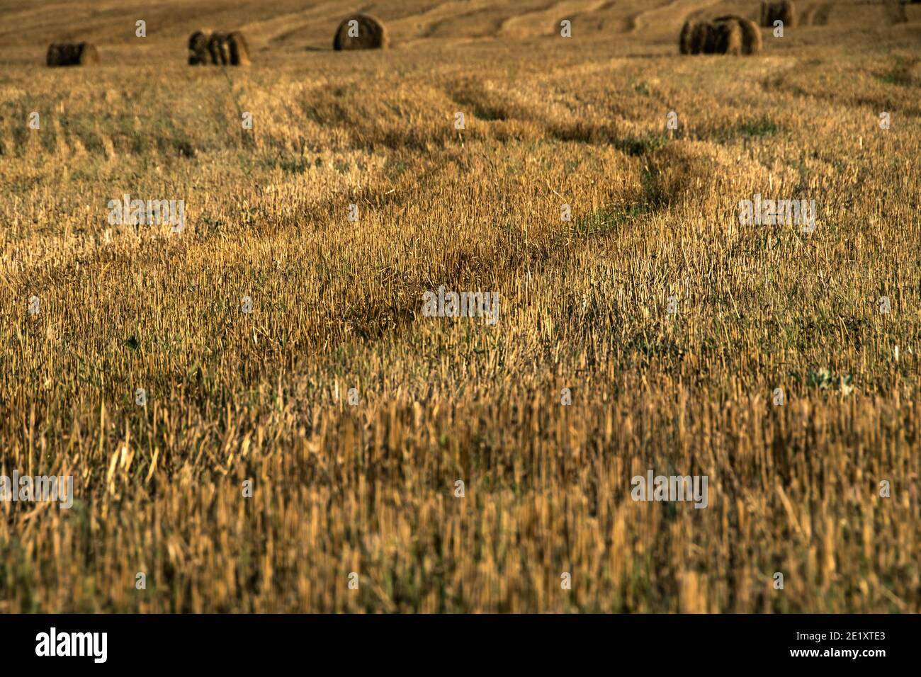 Gelbes Feld von hartem kurzen gemähtes Gras mit runden Ballen Von Heu am Horizont Stockfoto