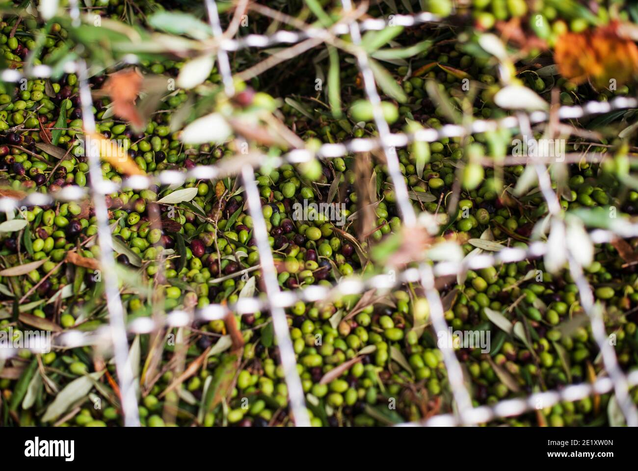 ITALIEN LUGIRIA OLIVENÖL Stockfoto