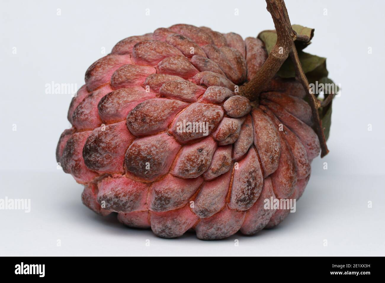 Zucker-Apfel, Süsssop, Custard Apfel, Obst, Annona squamosa Stockfoto