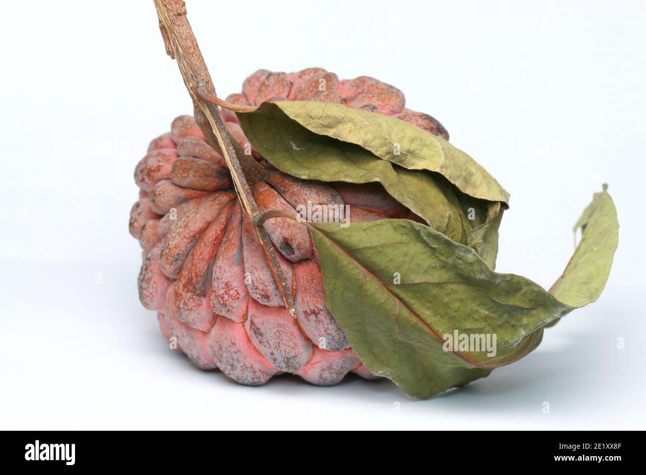 Zucker-Apfel, Süsssop, Custard Apfel, Obst, Annona squamosa Stockfoto
