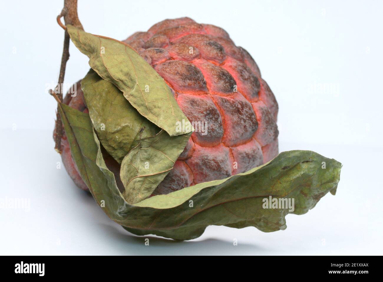Zucker-Apfel, Süsssop, Custard Apfel, Obst, Annona squamosa Stockfoto