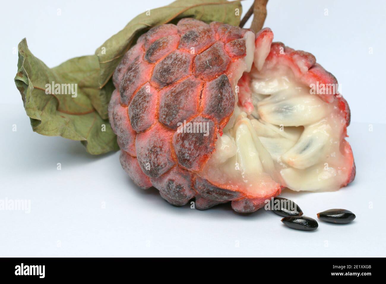 Zucker-Apfel, Süsssop, Custard Apfel, Obst, Annona squamosa Stockfoto