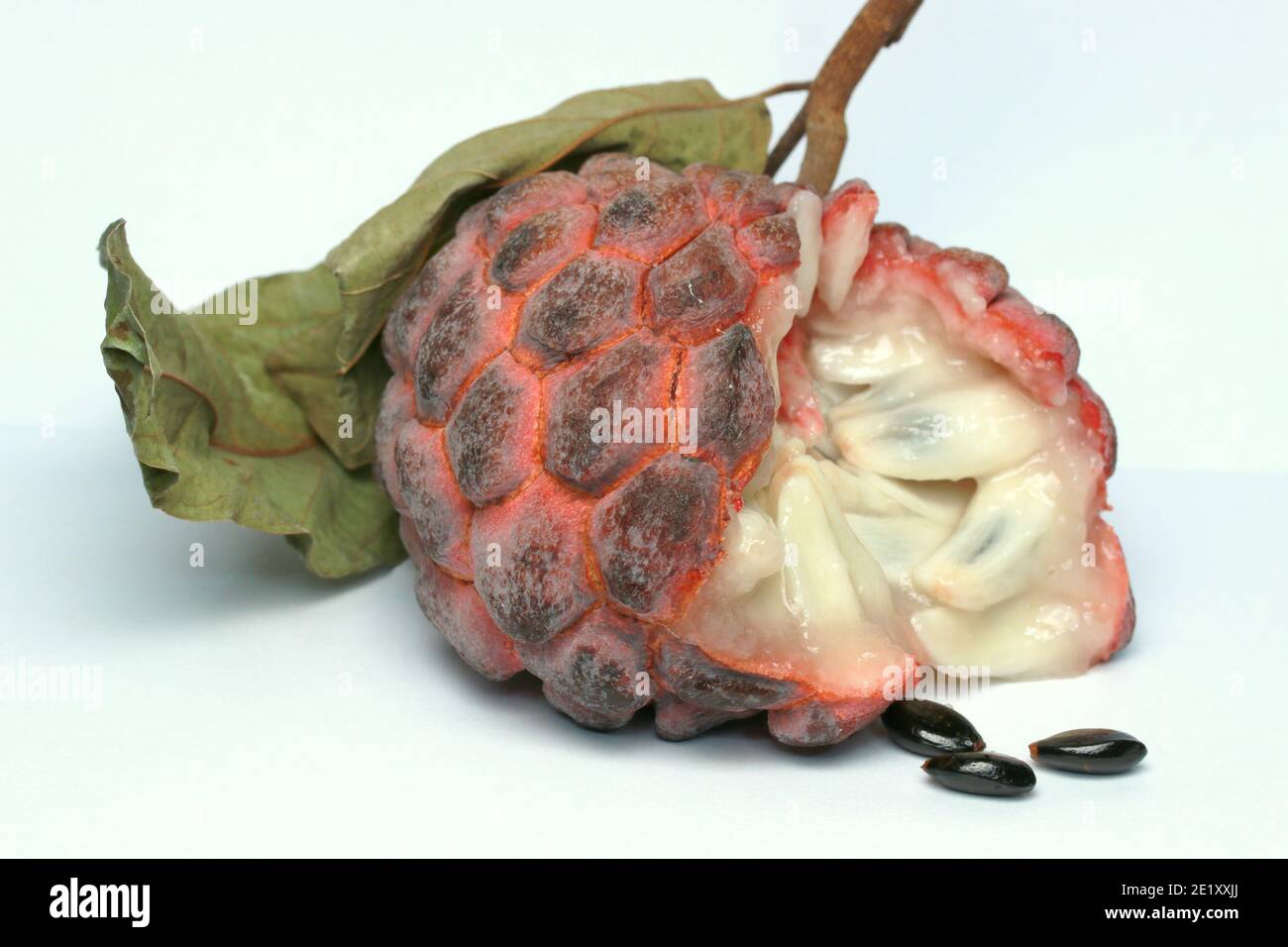 Zucker-Apfel, Süsssop, Custard Apfel, Obst, Annona squamosa Stockfoto