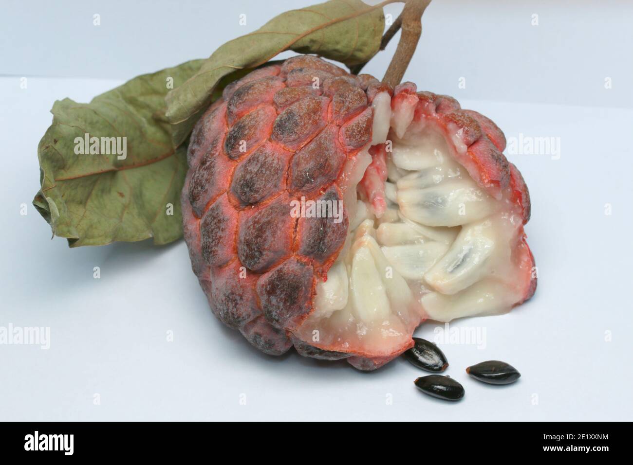 Zucker-Apfel, Süsssop, Custard Apfel, Obst, Annona squamosa Stockfoto