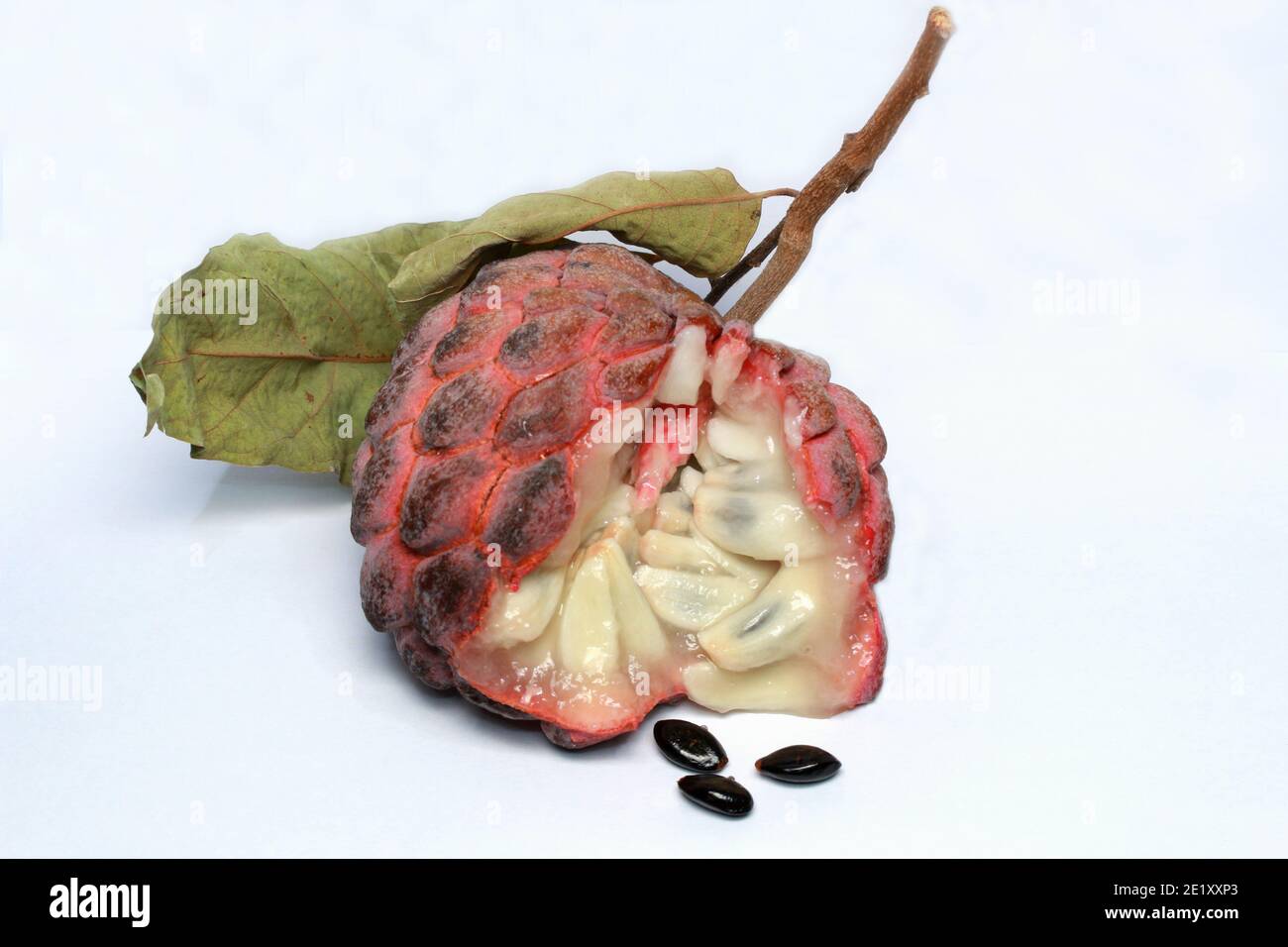 Zucker-Apfel, Süsssop, Custard Apfel, Obst, Annona squamosa Stockfoto