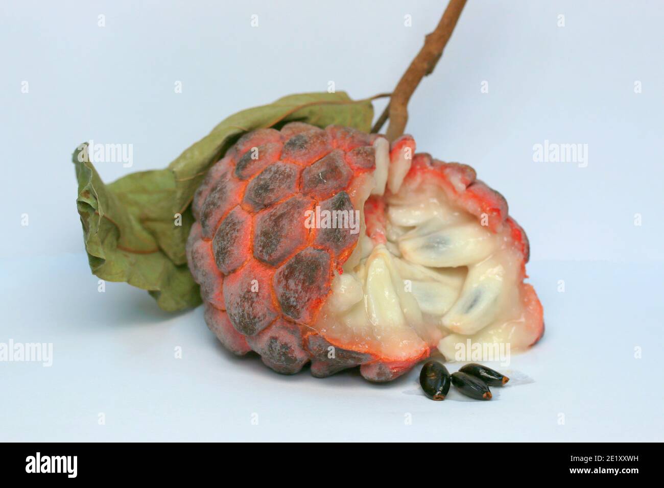 Zucker-Apfel, Süsssop, Custard Apfel, Obst, Annona squamosa Stockfoto
