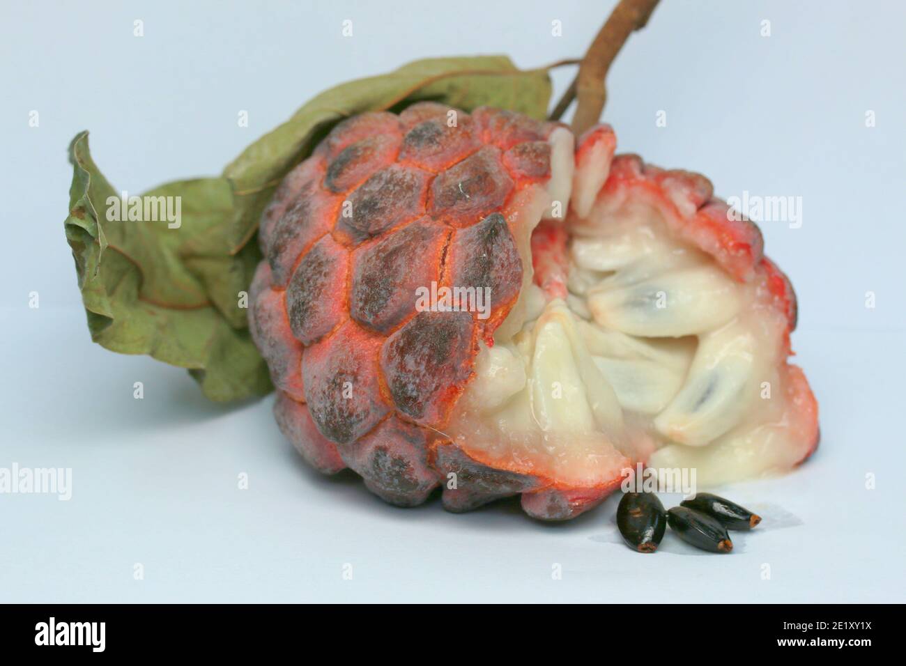 Zucker-Apfel, Süsssop, Custard Apfel, Obst, Annona squamosa Stockfoto