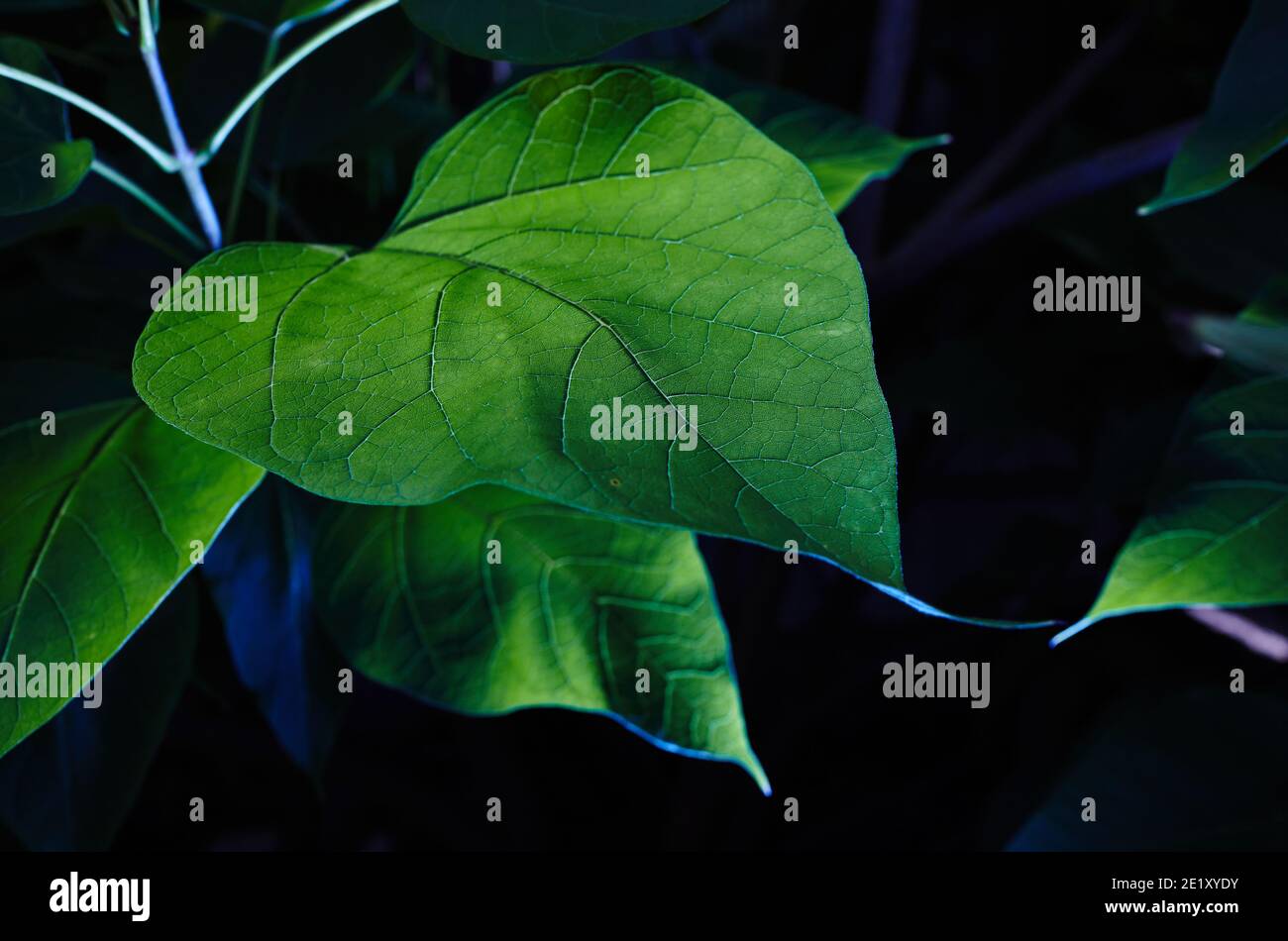 Abstraktes Bild von Catalpa Blättern im Garten. Selektiver Fokus, unscharfer Hintergrund. Familienname Bignoniaceae, Wissenschaftlicher Name Catalpa Stockfoto