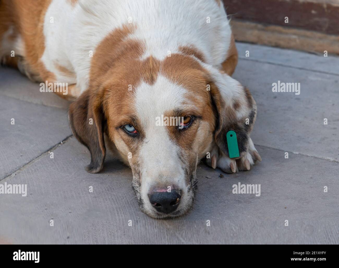 Verschiedenfarbige Augen Hund liegt auf dem Boden. Stockfoto