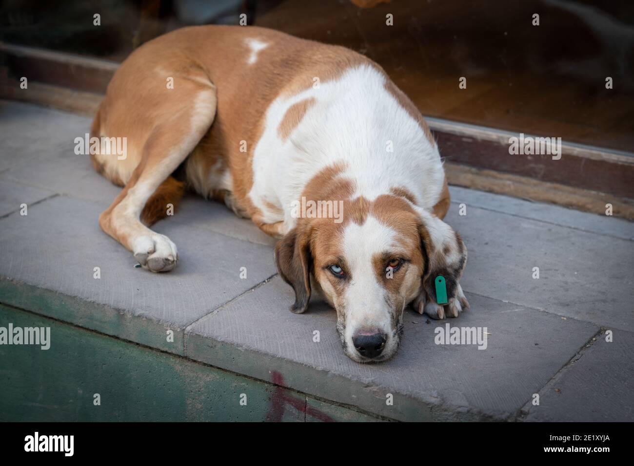 Verschiedenfarbige Augen Hund liegt auf dem Boden. Stockfoto