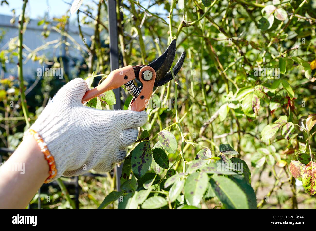 Beschneiden Stieg Baumschere Stockfotos und bilder Kaufen Alamy