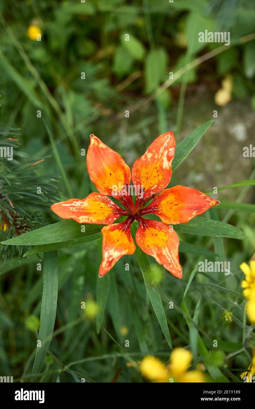 Lilium bulbiferum rote und orange Blume Stockfoto