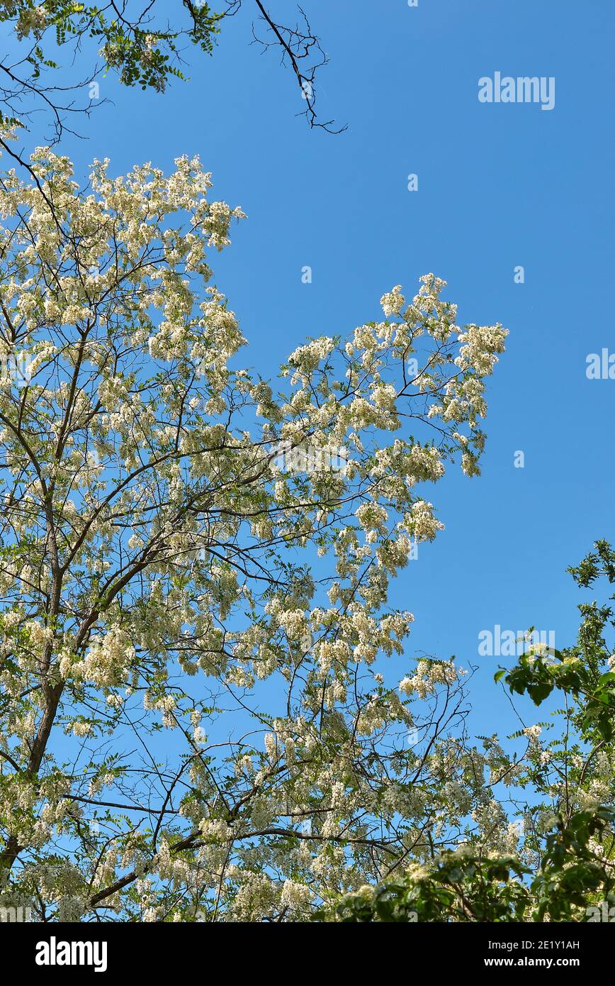 Robinie pseudoacacia baum Stockfotos und bilder Kaufen Seite 3 Alamy