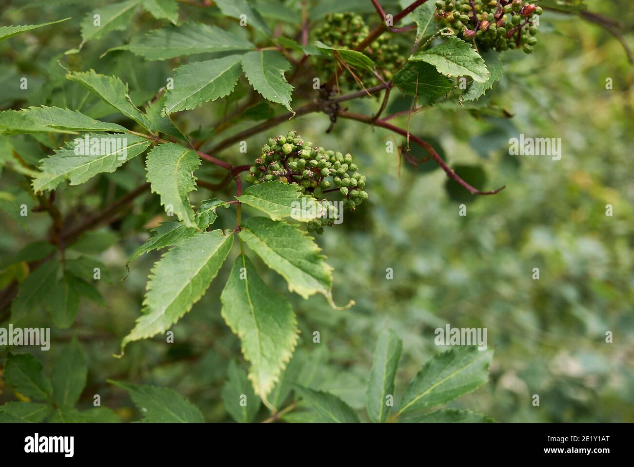 Roter holunder sambucus racemosa Fotos und Bildmaterial in hoher