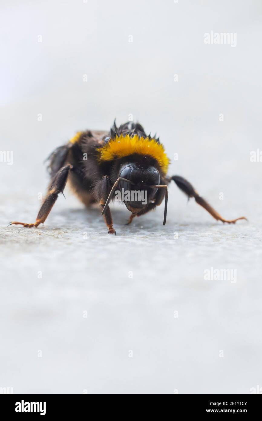 Nahaufnahme einer Bombus terrestris, der Hummel oder Großerdhummel Stockfoto