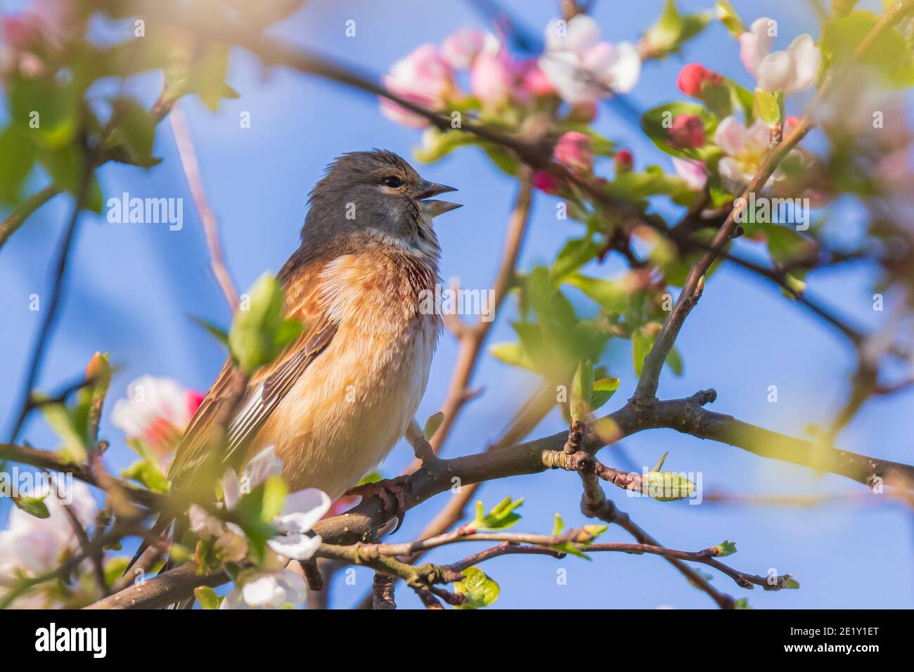 Nahaufnahme Porträt einer Linnett Vogel Weibchen, Carduelis cannabina, Display und die Suche nach einem Partner während der Frühjahrssaison. Blauer Himmel Stockfoto