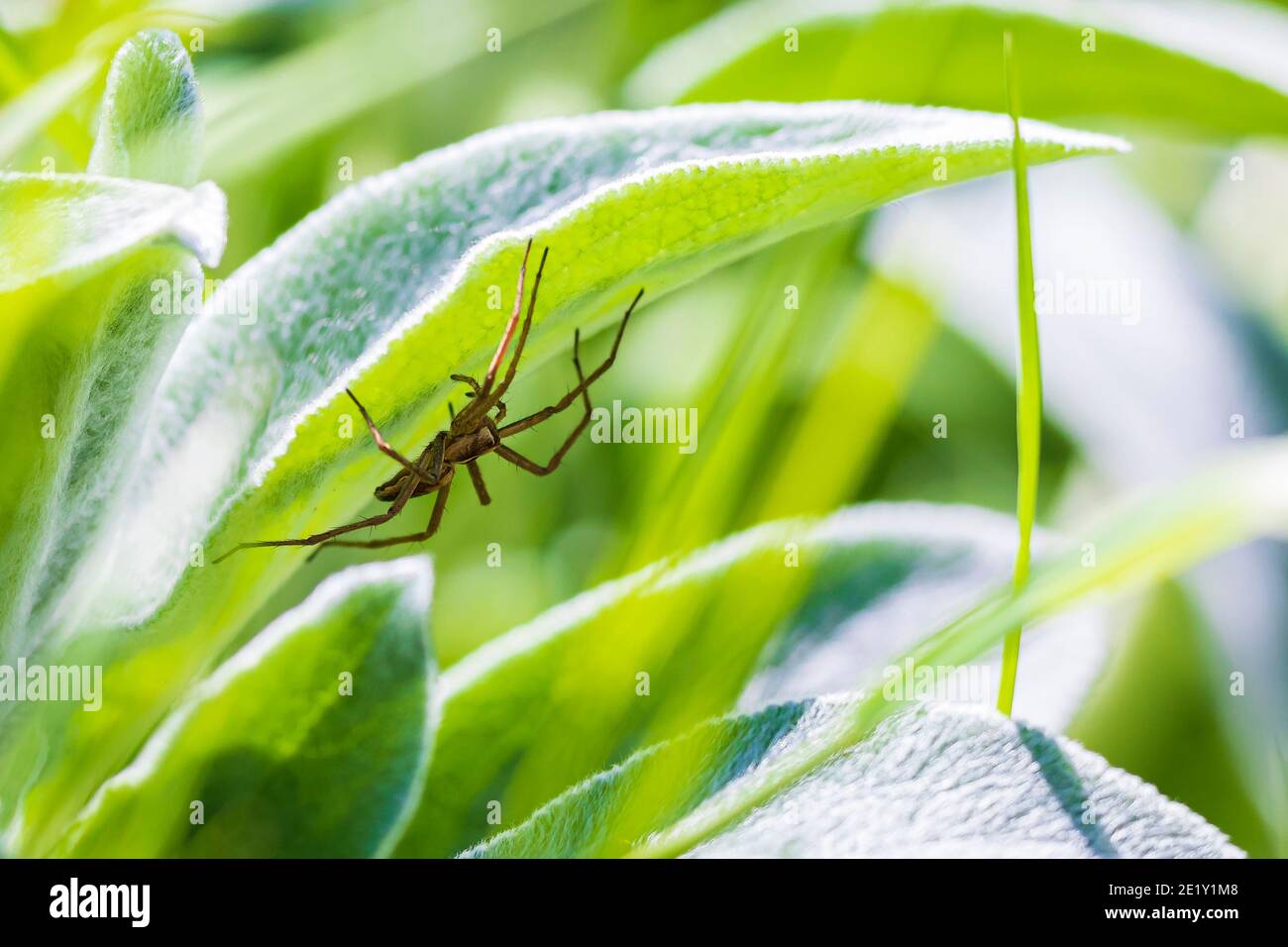 Big Nursery Web Spinne weiblich, Pisaura mirabilis, liegen in Hinterhalt fangen Insekten. Stockfoto