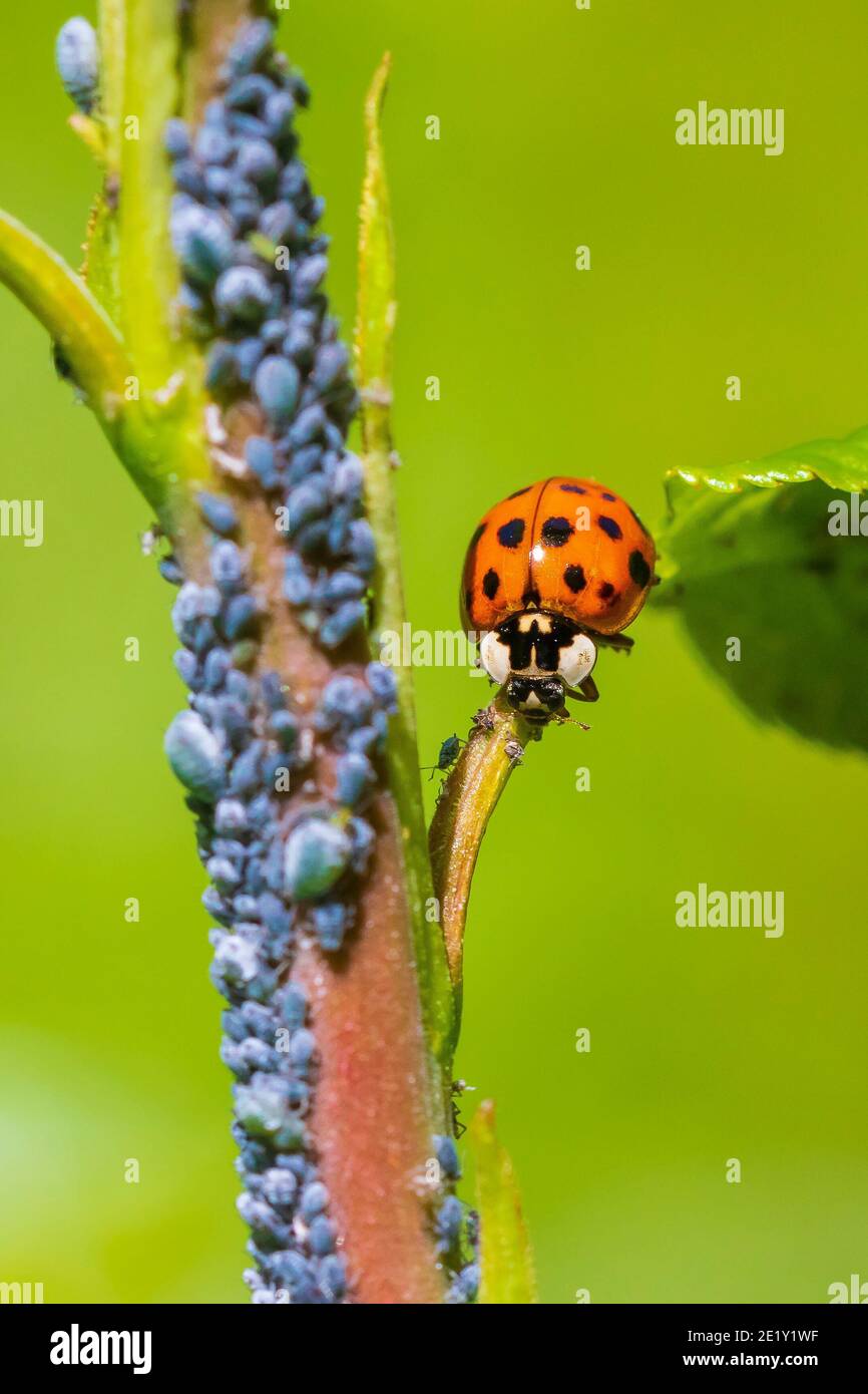 Marienkäfer oder Marienkäfer Insekt Fütterung auf Blattlaus. Frische, lebendige Farben und Sonnenlicht. Selektiver Weichfokus. Stockfoto