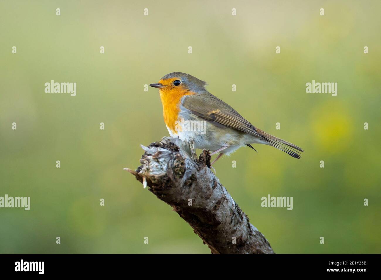 Europäischer Rotkehlchen Erithacus rubecula thront im Herbst auf einem Ast Saison Stockfoto