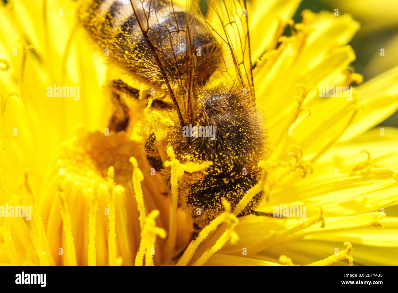 Honigbiene mit gelben Pollen bedeckt trinken Nektar, bestäuben gelbe Löwenzahn Blume. Inspirierende natürliche Blumen Frühling oder Sommer blühenden Garten Stockfoto