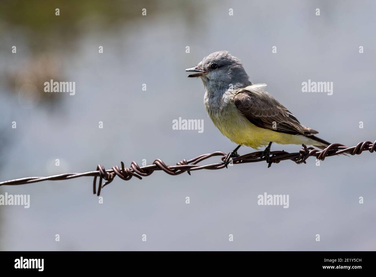 Westlicher Königsvogel (Tyrannus verticalis) auf einem Stachelzaun, Zumwal Prairie, Oregon. Stockfoto