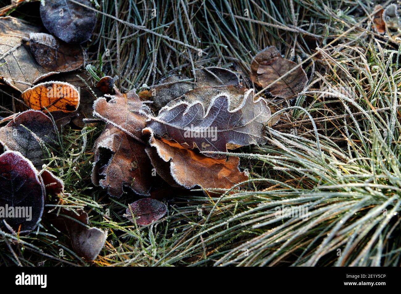 Trockene Eichenblätter liegen auf dem Boden bedeckt mit Frost. Stockfoto