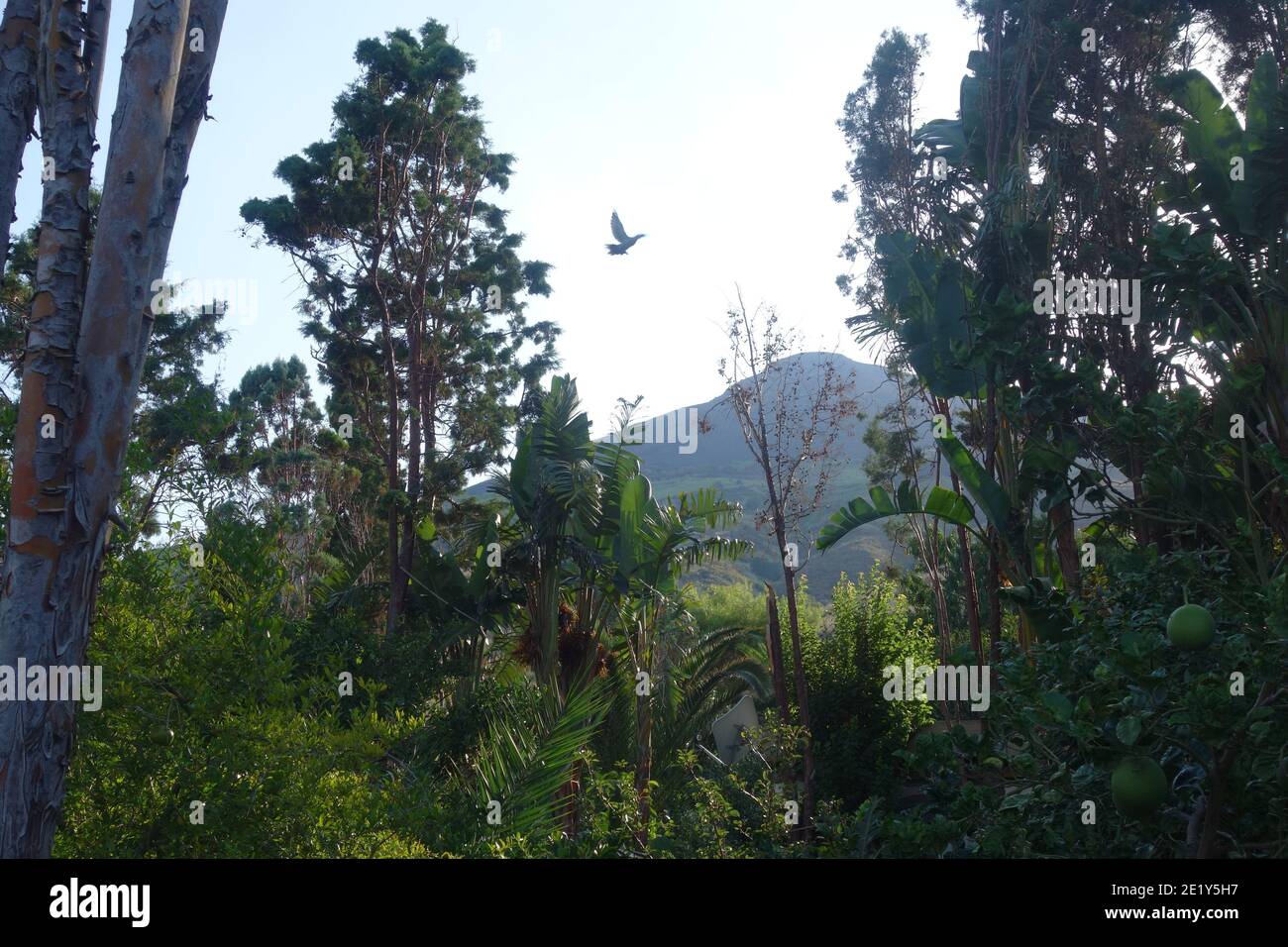 Öffentlicher Garten von Taormina, Sicilia, Italien. Stockfoto