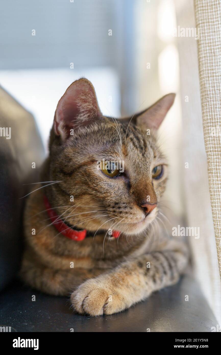 Wunderschöne asiatische Katze, die durch das Fensterglas draußen auf dem  schaut Schwarze Ledercouch Stockfotografie - Alamy