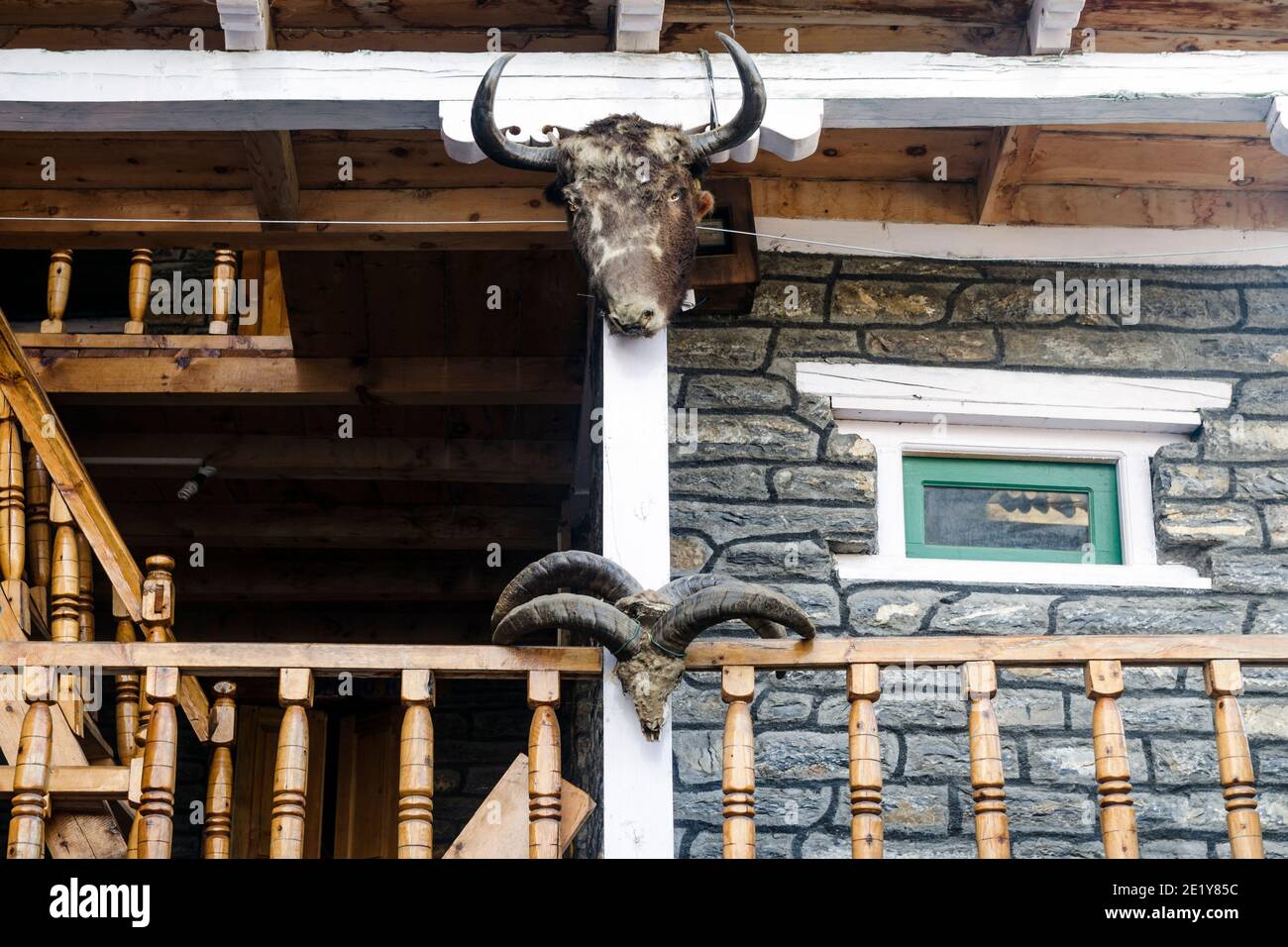 Dzo-Präparierkopf und Himalaya-blauer Schafskull in einem Gästehaus, Annapurna Circuit, Nepal angezeigt Stockfoto