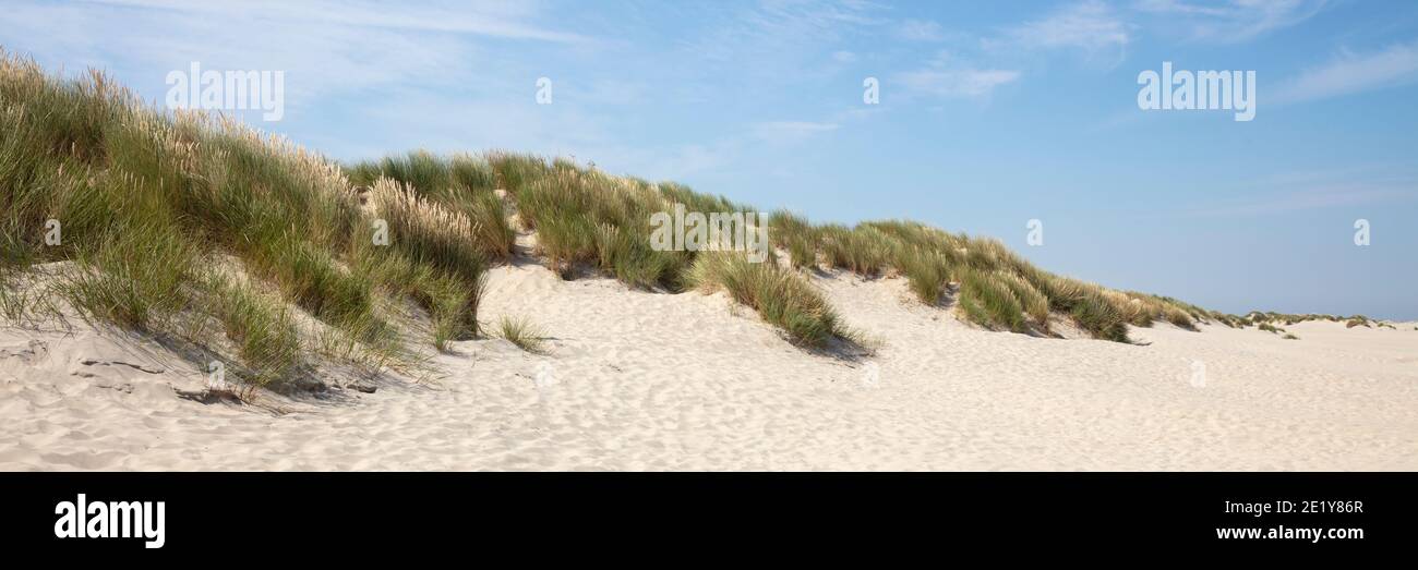 Dünenlandschaft, Borkum, Ostfriesische Insel, ostfriesland, Niedersachsen, Deutschland, Europa Stockfoto