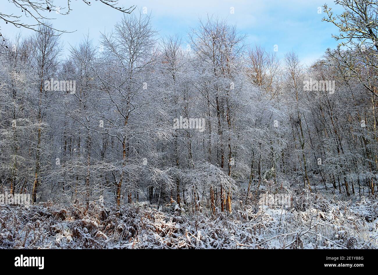 Dezember 2020, schneebedeckte Birken, Strathearn: Waldgebiet neben Gilmerton, Crieff, Perthshire, Schottland Stockfoto
