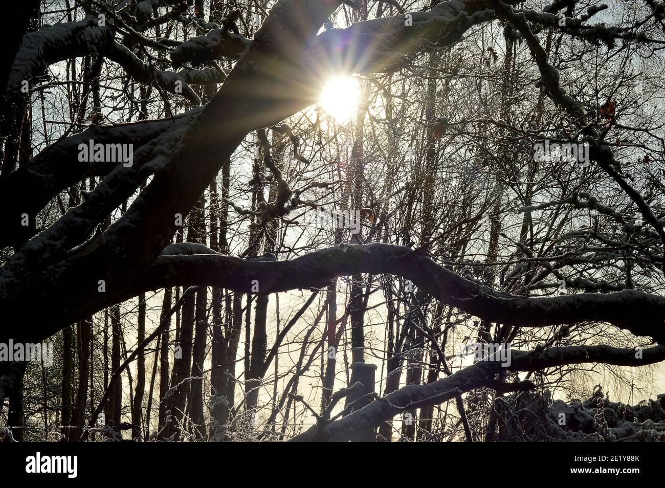2020. Dezember. Eine winterliche Sonne macht einen sonnenstern durch die Zweige von Silberbirken (Betula pendula) in der Nähe von Gilmerton, Crieff, Perthshire, Schottland , Stockfoto