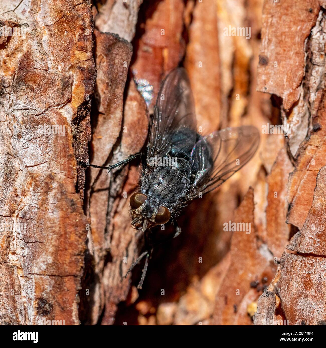 Schwarze Fliege auf einem Kiefernrücken, incect Stockfoto