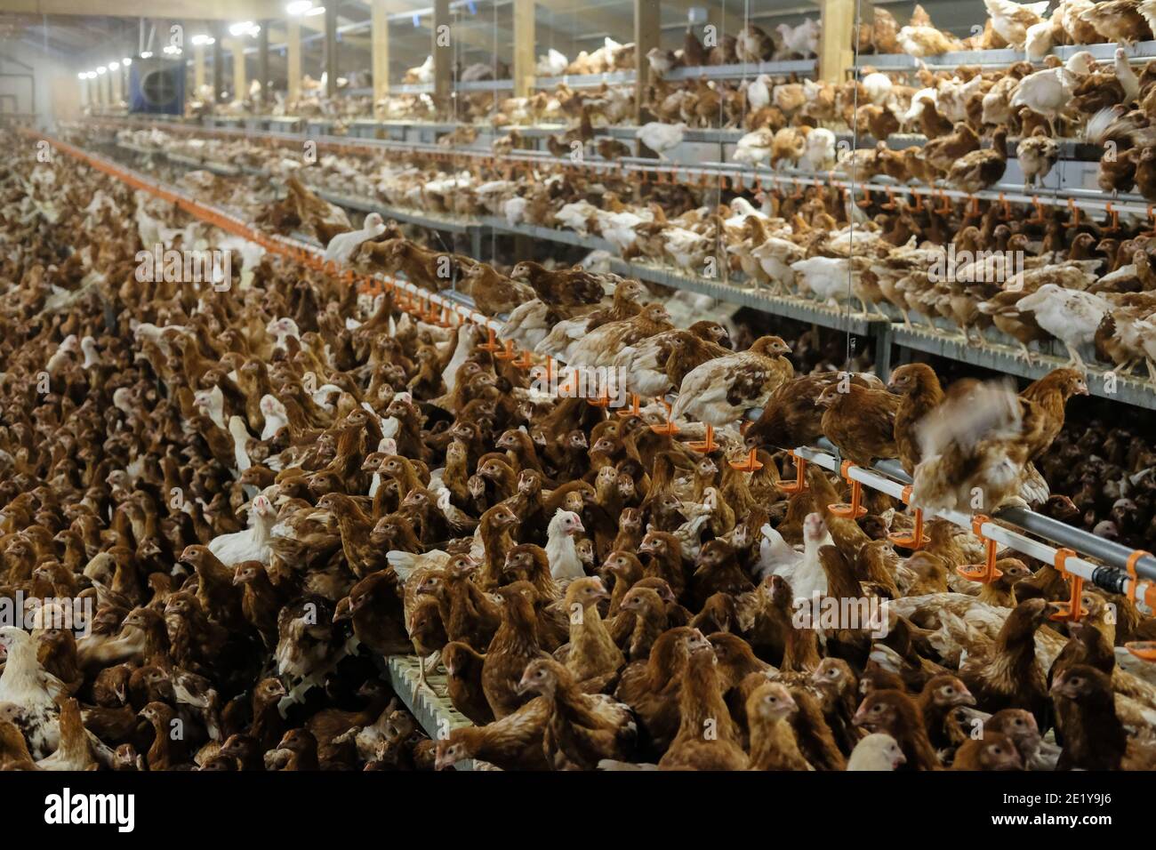 Freilandlegehennen in einem Schuppen auf einer britischen Farm in Yorkshire, Großbritannien. Stockfoto