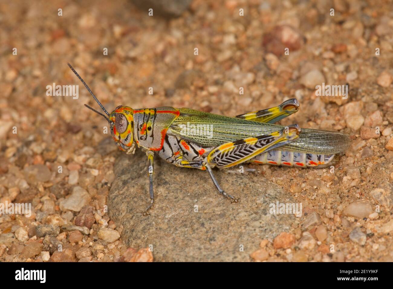 Rotliniger Grasshopper, Poecilotettix sanguineus, Acrididae. Stockfoto