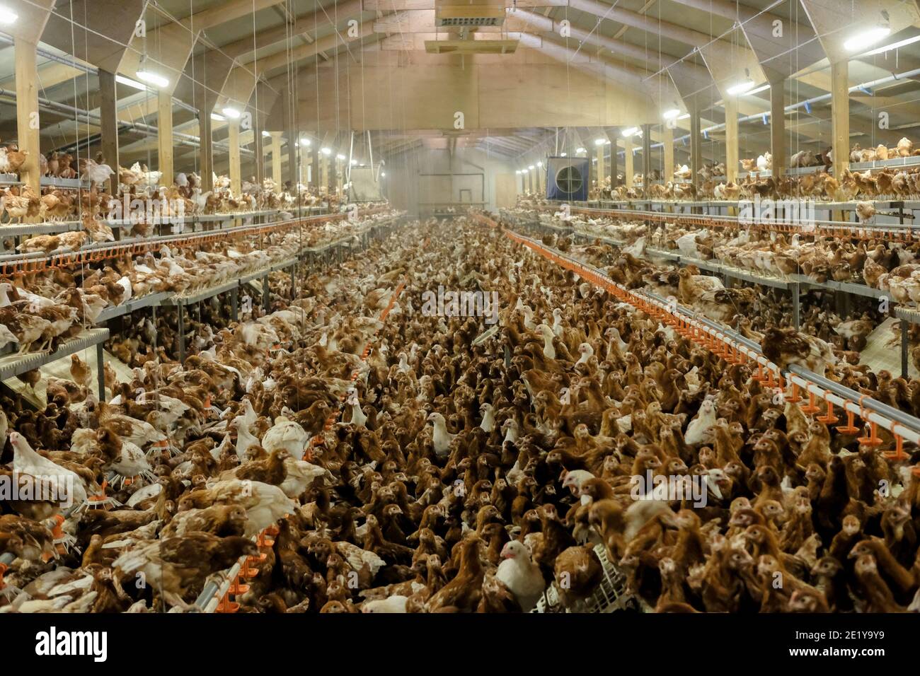 Freilandlegehennen in einem Schuppen auf einer britischen Farm in Yorkshire, Großbritannien. Stockfoto